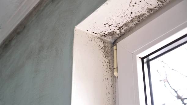 Best Environmental Consulting for Mold Prevention  in Newton, MA