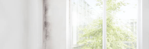 Best Asbestos and Lead Testing During Mold Inspection  in Newton, MA