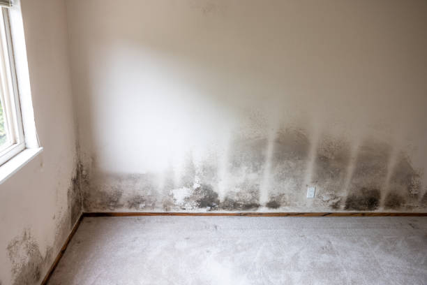 Mold Removal for HVAC Installations in Newton, MA